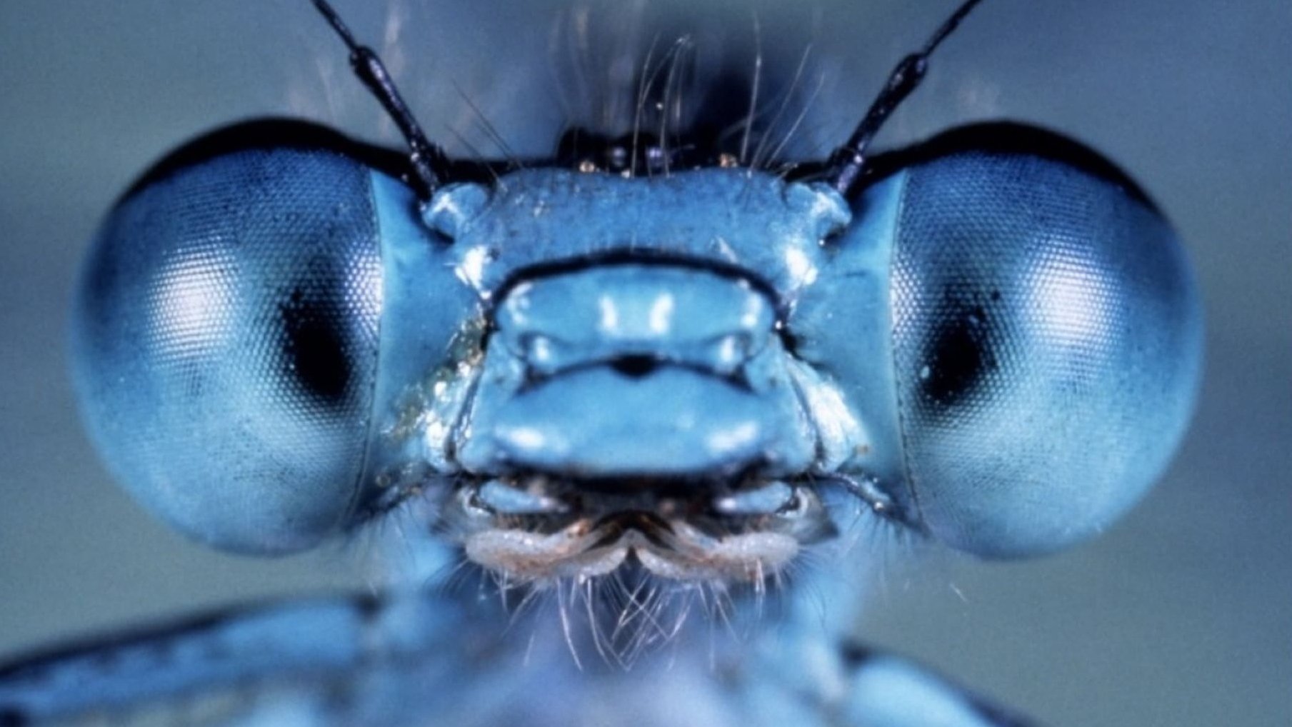 Close-up of an insect on a blue background.