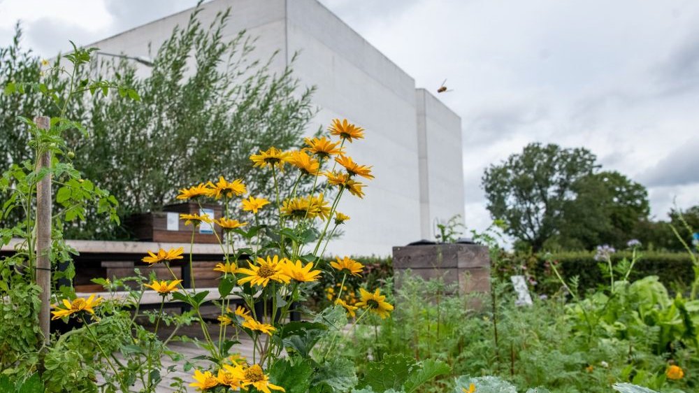 Biały nowoczesny budynek Bramy Poznania uchwycony w taki sposób, że w centrum zdjęcia widać kwitnące żółte kwiary oraz latającą wokół nich pszczołę. Dzień jest pogodny.