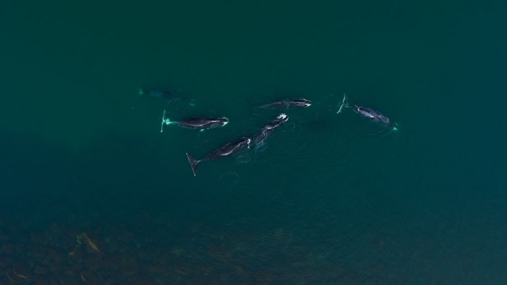 Grupa sześciu wielorybów sfotografowana z lotu ptaka. Woda, w której płyną, ma kolor wpadający w odcień zielony.