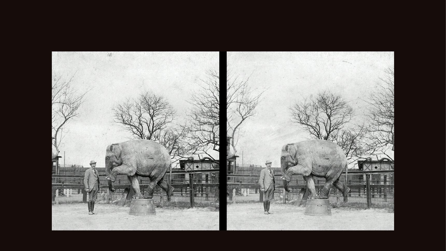 Black and white stereophotograph of the elephant standing on two legs on a small, round platform. A man standing next to the elephant. A wooden fence and a few trees as a background.