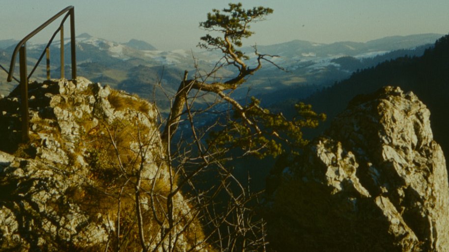 Photo of a pine on a slope of a steep mountain. Mountain landscape as a background.