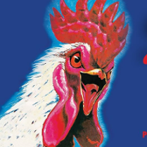 Colourful drawing of a rooster. Dark blue background.