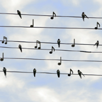 A staff against the blue sky. Birds and musical notes sit on the lines.