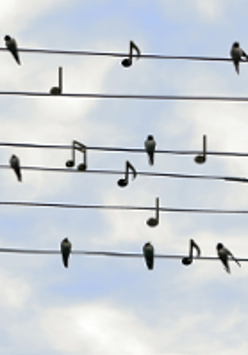 A staff against the blue sky. Birds and musical notes sit on the lines.