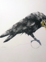 Picture of a black bird with yellow beak on the white background.