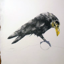 Picture of a black bird with yellow beak on the white background.
