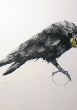 Picture of a black bird with yellow beak on the white background.