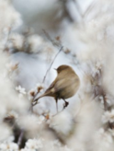 Photo of a bird, white flowers around it.