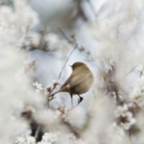 Photo of a bird, white flowers around it.