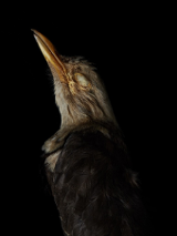 A photo of a bird's head, black background.