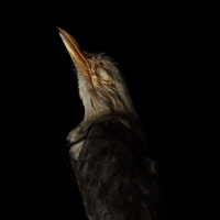 A photo of a bird's head, black background.