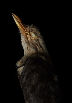 A photo of a bird's head, black background.
