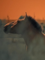 One of the exhibition works: picture of a horse.