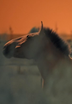 One of the exhibition works: picture of a horse.