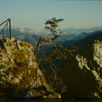 Photo of a pine on a slope of a steep mountain. Mountain landscape as a background.