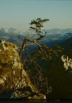 Photo of a pine on a slope of a steep mountain. Mountain landscape as a background.