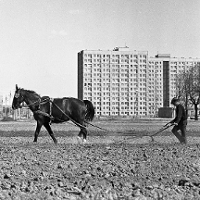 The black and white photo with a black horse harnessed to a plow and led by a plowman. A block of flats as a background.