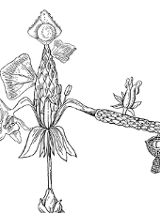 Black drawing of a plant on white background