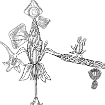 Black drawing of a plant on white background