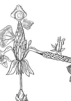 Black drawing of a plant on white background