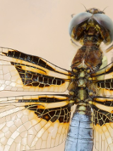 A photo of a dragonfly seen in a close-up, on a bright background