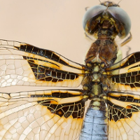 A photo of a dragonfly seen in a close-up, on a bright background