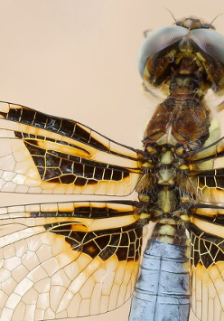 A photo of a dragonfly seen in a close-up, on a bright background