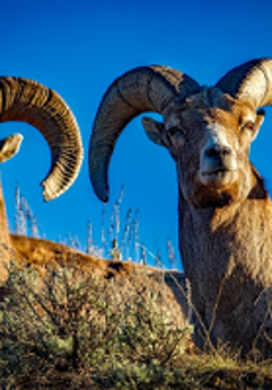 Photo of two mouflons. Blue sky as a background.
