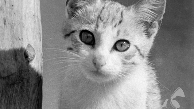 "Impish kitten" ("Psotny kotek"); photograph from the press