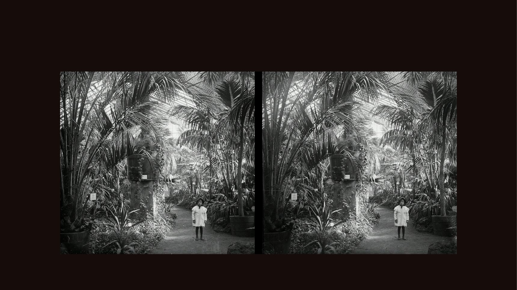 Black and white stereophotograph of an area with palm trees. In the middle, on a pathway, a child in a white coat.
