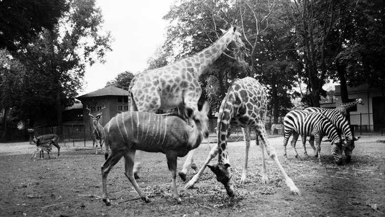 Black and white picture of animals: kudu antelopes, equatorial zebras, giraffes and impalas in their enclosures. In the background some trees and two small buildings.