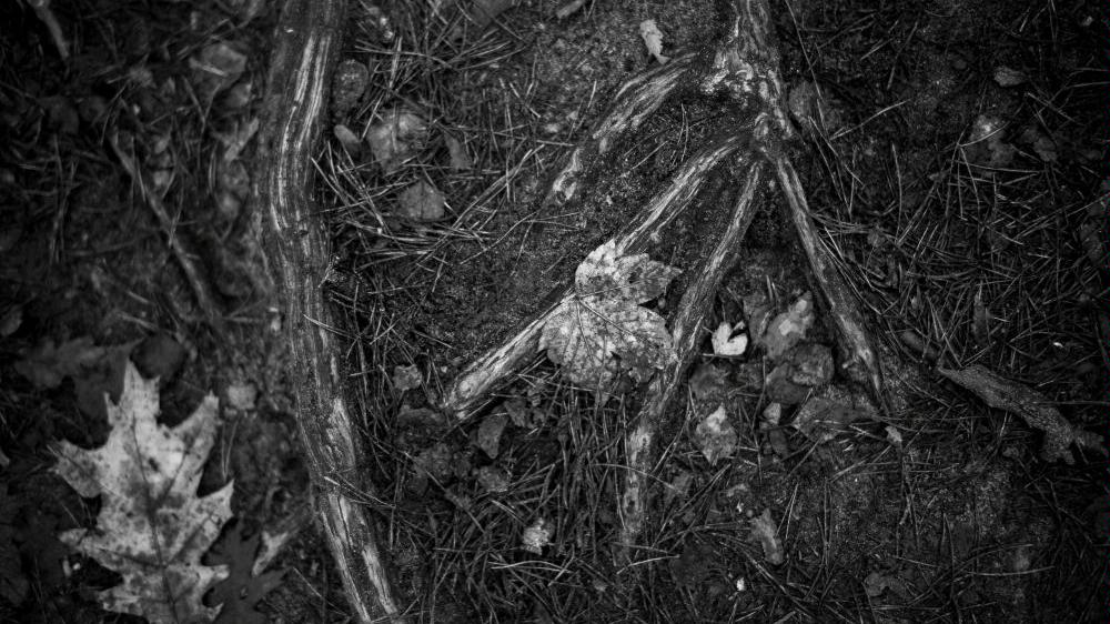 Black and white photo of a ground with fallen leaves and tree roots - grafika artykułu