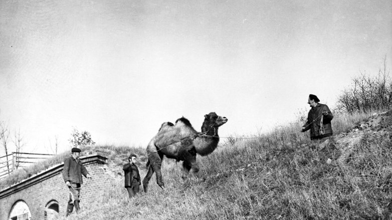 Black and white photo of a camel led by a man on a sloping meadow. Behind the camel two other men. In the background a part of a wall.