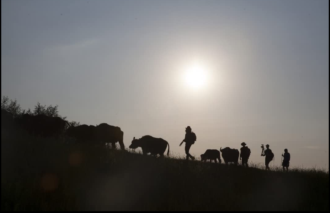 Picture from the movie - dark silhouettes of a few men and cows going through the meadow - grafika artykułu