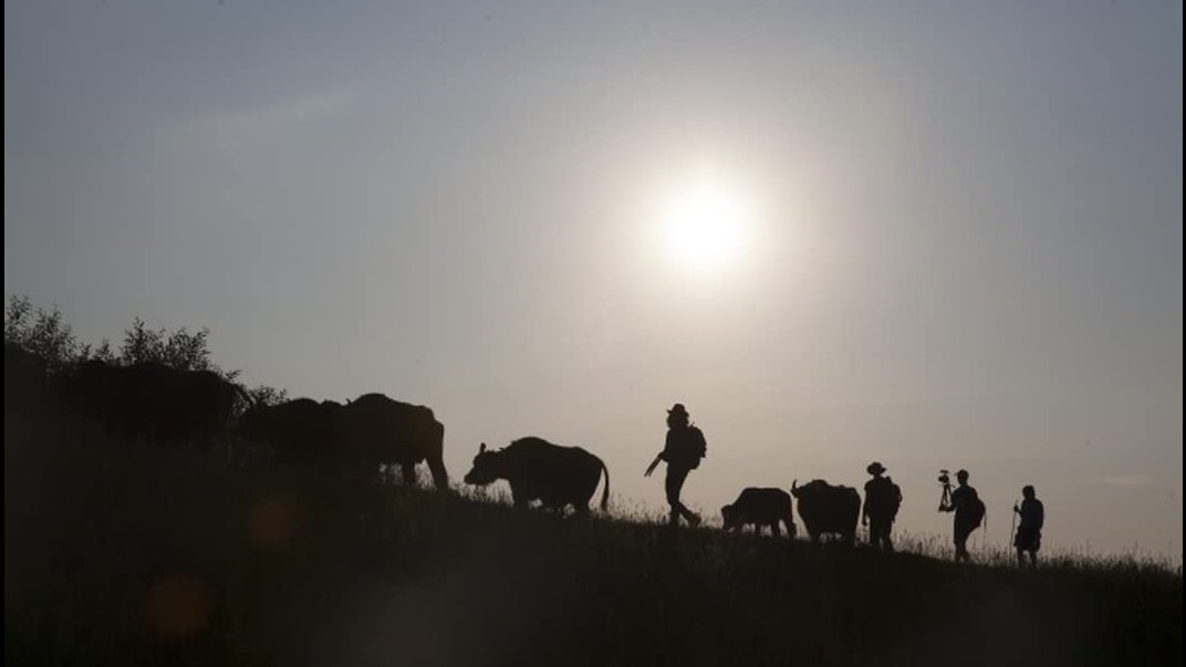 Picture from the movie - dark silhouettes of a few men and cows going through the meadow