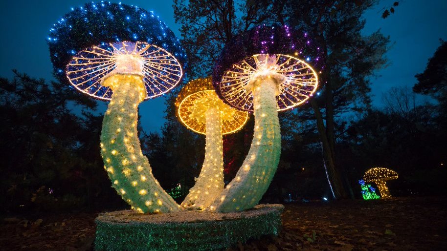 Picture of luminous constructions in Lumina Park