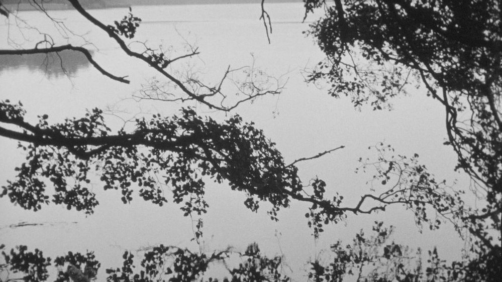 Black and white picture of trees branches. Lake as a background.