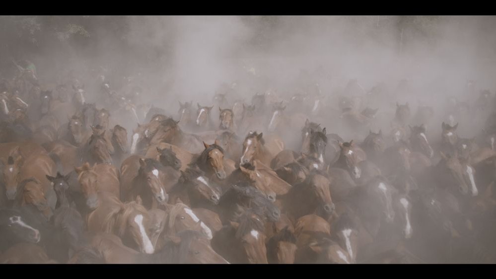 A huge herd of brown horses huddled in the cloud of dust rising above them.
