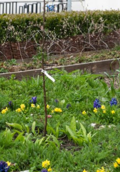 Photograph of the Experimental Herritage Garden