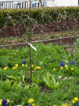 Photograph of the Experimental Herritage Garden