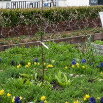 Photograph of the Experimental Herritage Garden