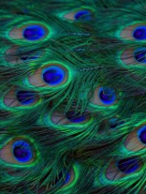 Fragment of performance poster: photo of peacock feathers.