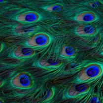Fragment of performance poster: photo of peacock feathers.