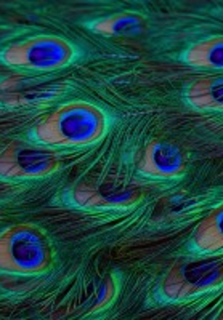 Fragment of performance poster: photo of peacock feathers.