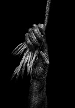 Black and white photo of a hand clamped on a rope