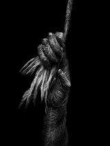 Black and white photo of a hand clamped on a rope