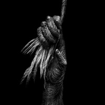 Black and white photo of a hand clamped on a rope