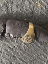 A photo of a fossilised finger with a gold ring on a grey uneven background