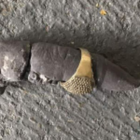 A photo of a fossilised finger with a gold ring on a grey uneven background