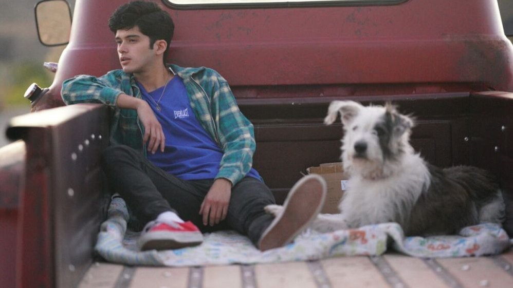 A boy and a dog sitting in the back of a pickup.